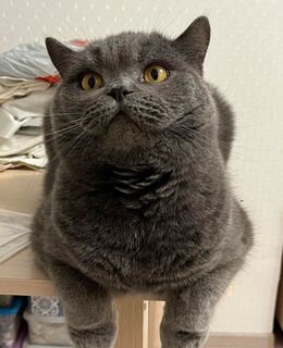 Анатолий